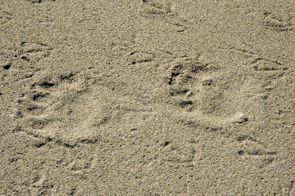 Polar bear tracks