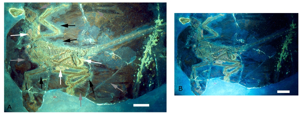 Microraptor