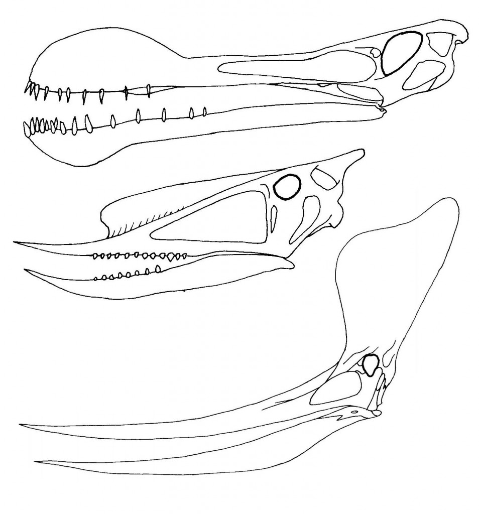 ptero skulls