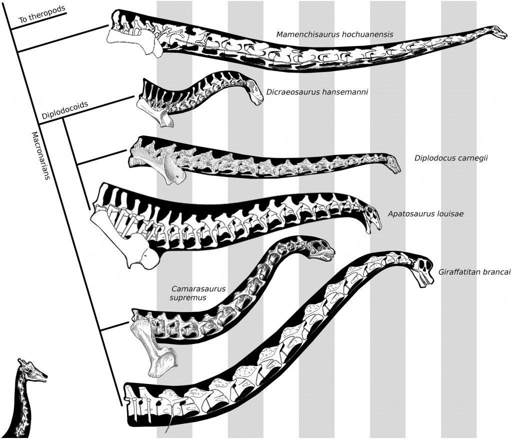 sauropod-neck-gallery