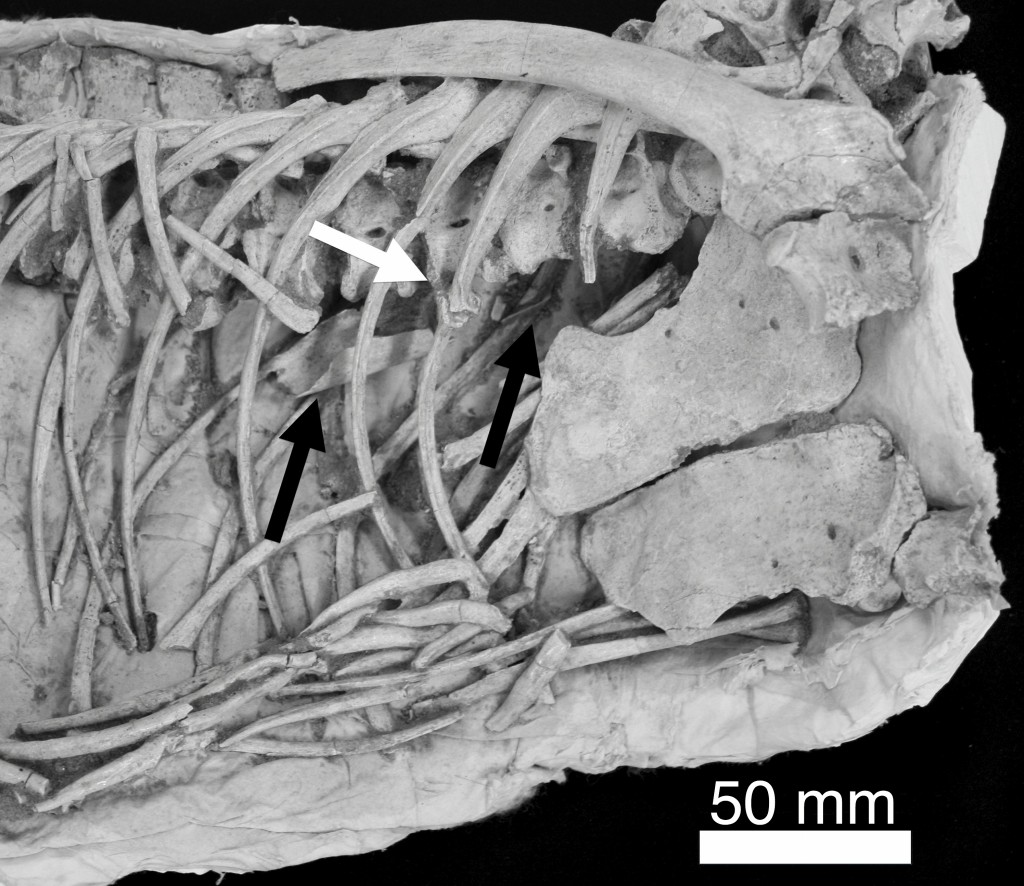 veliciraptor ribs