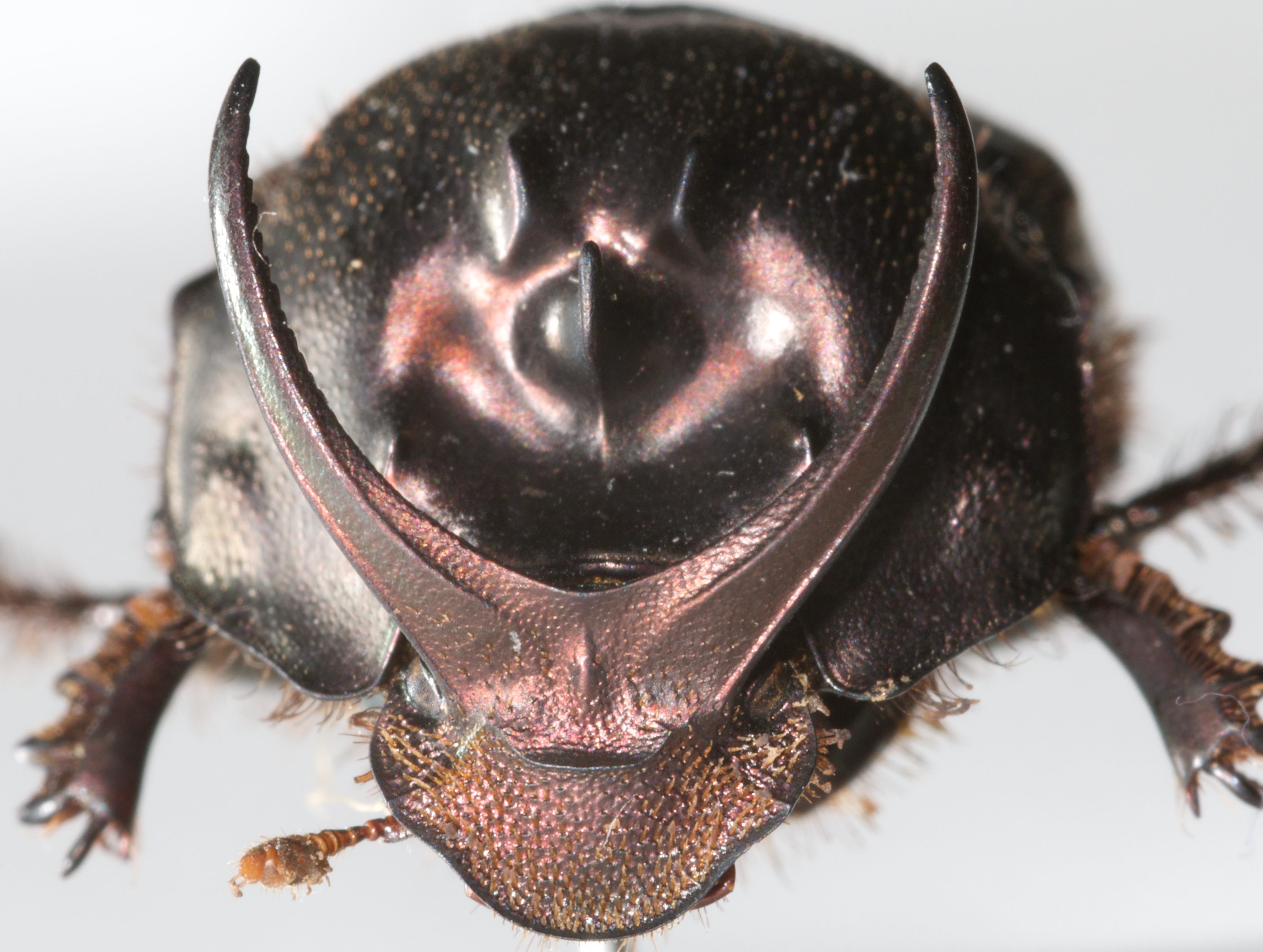 Beetle horns 1