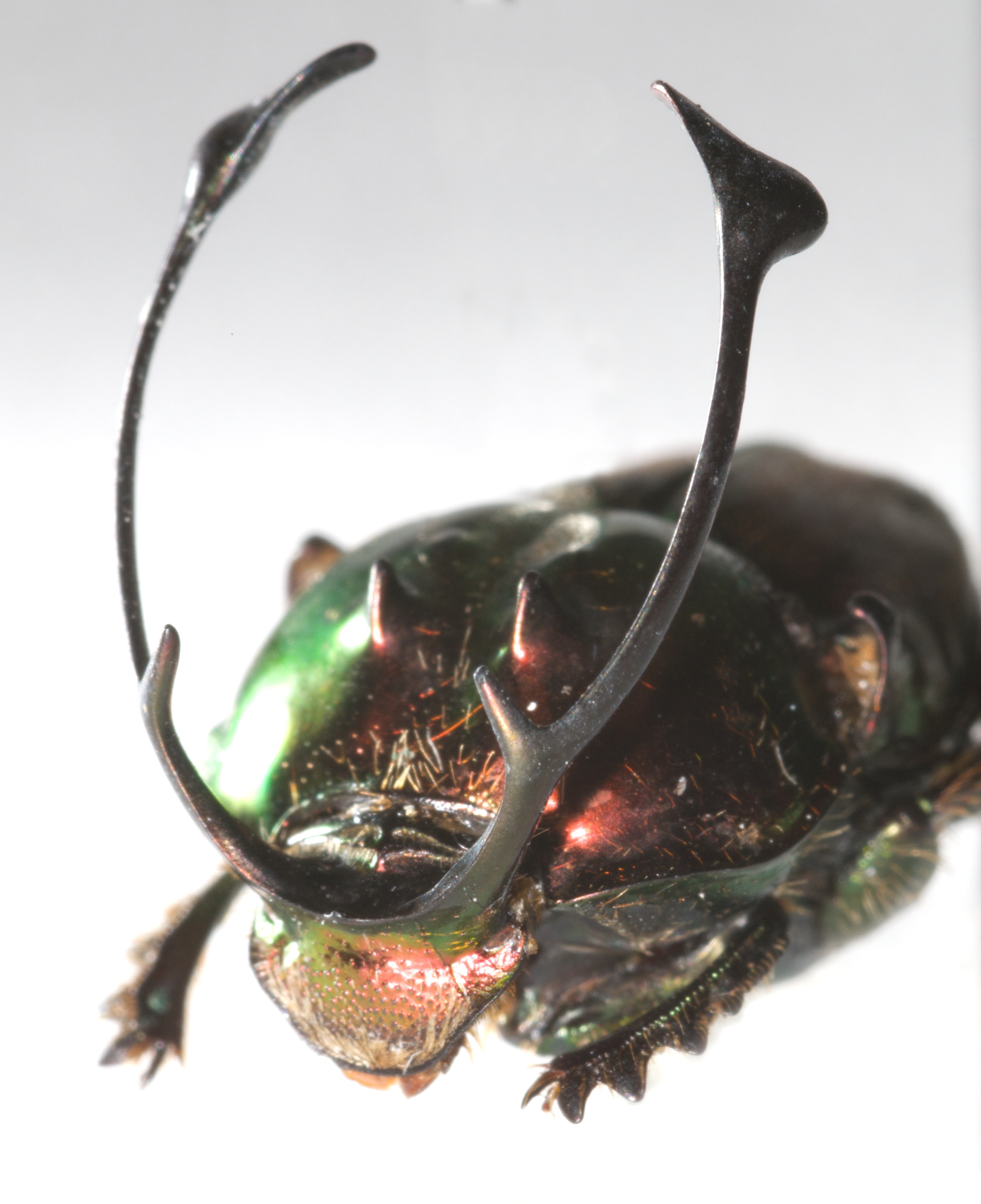Beetle horns 3