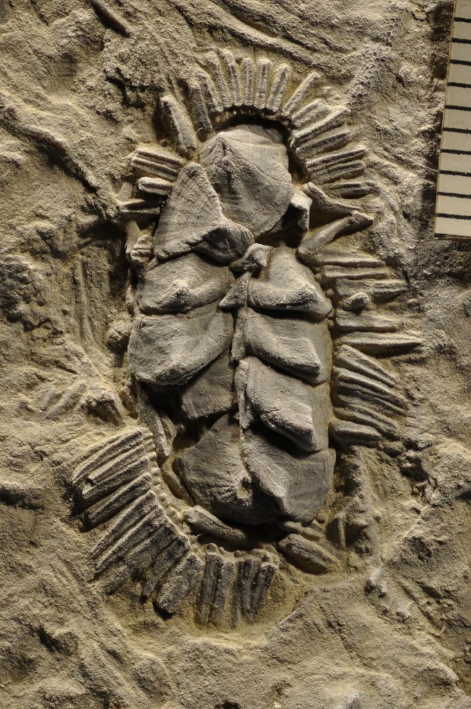 multiplacophorans