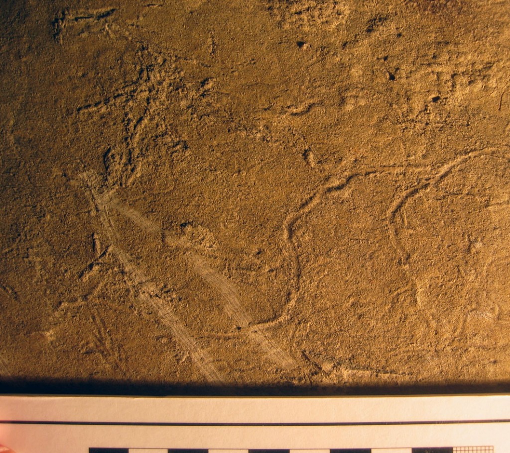 Ediacaran-NC-Body-Trace-Fossils