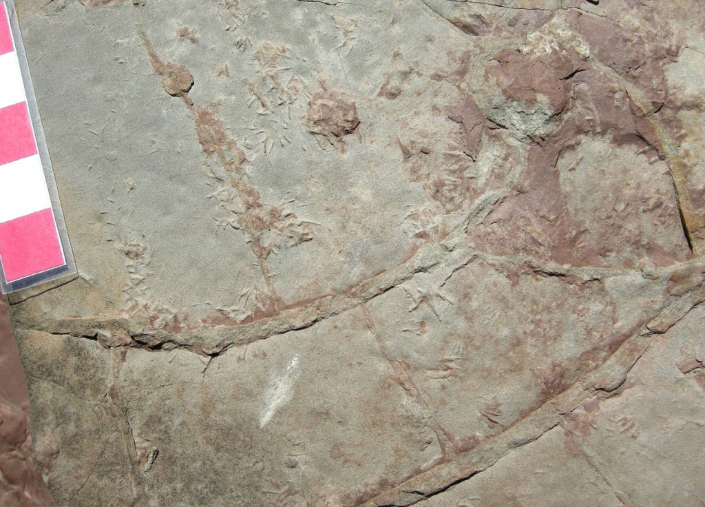 Ordovician-Trilobite-Tracks-Burrows