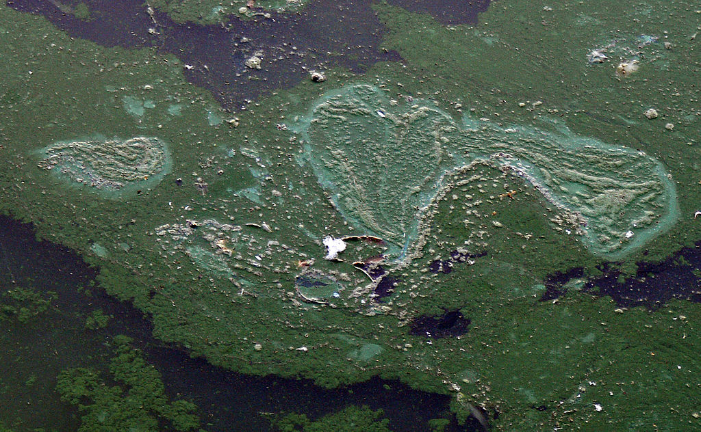 Cyanobacteria in situ Lamiot ccbysa