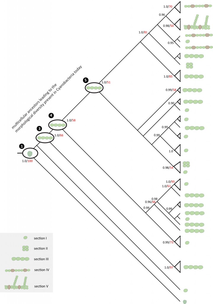 Figure4