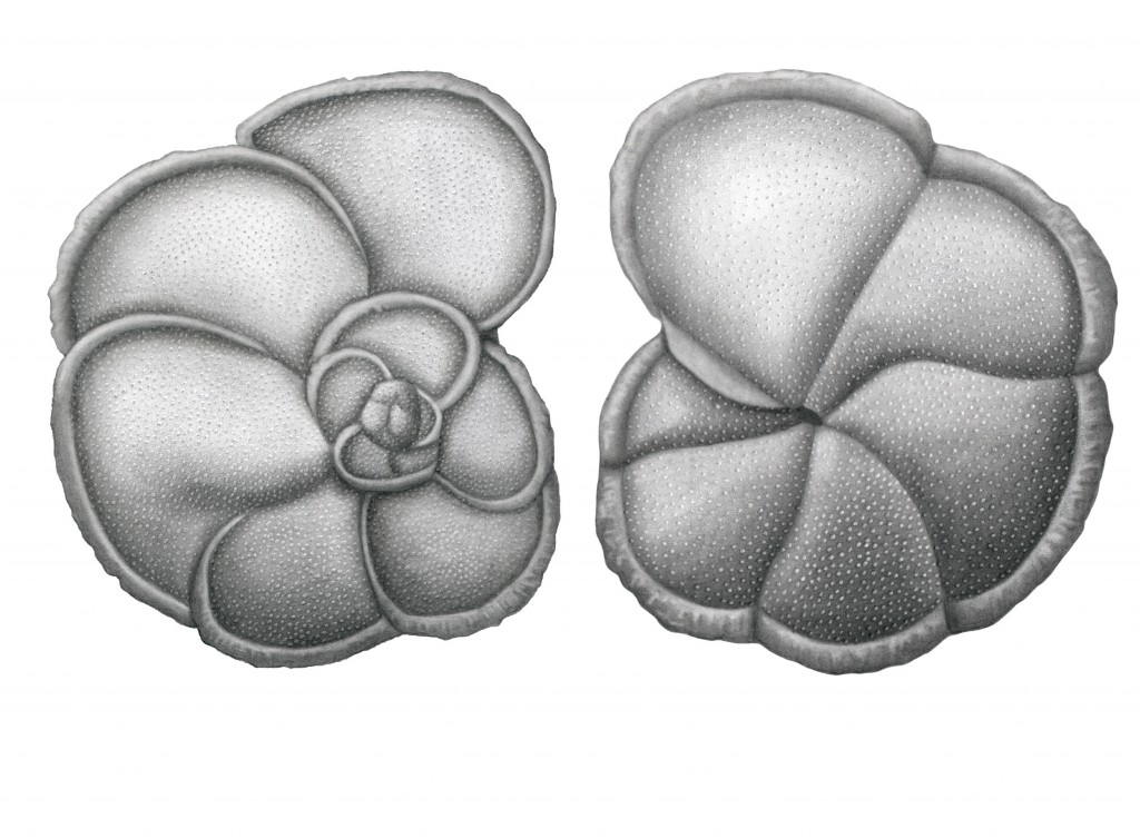 Globorotalia exilis (2)