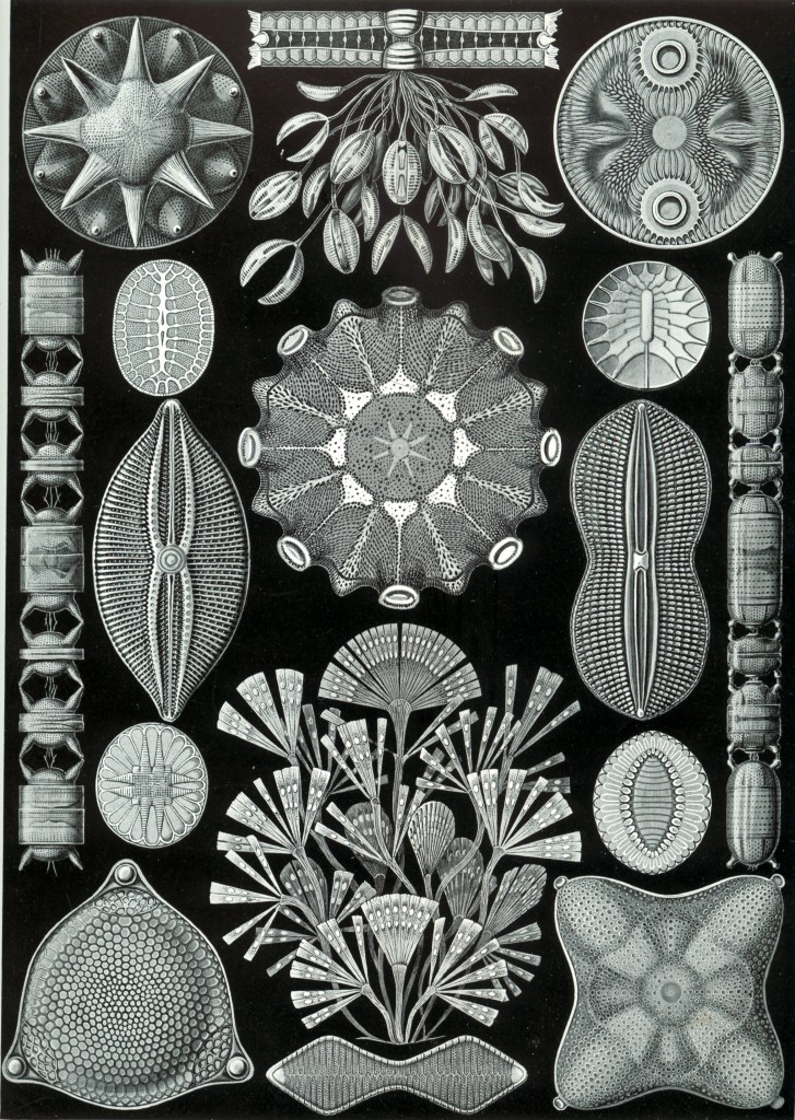 Haeckel Diatoms 2