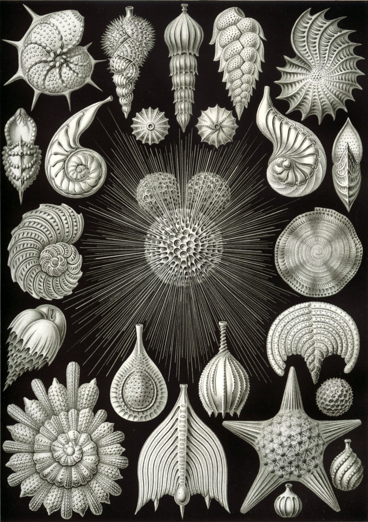 Haeckel Globigerina