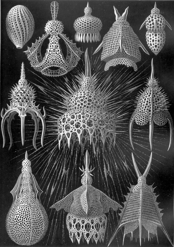 Haeckel Radiolaria