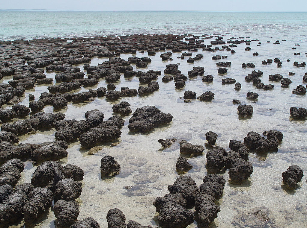 Stromatolites Paul Harrison ccbysa