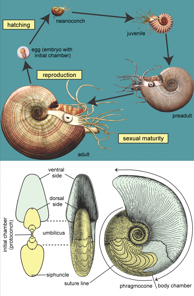 Figure3_ManticocerasLifeCycle