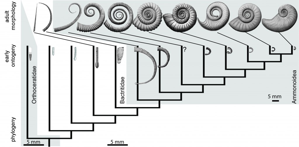 Figure6_Phylogram_Hunsruck