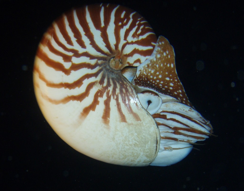 Nautilus_macromphalus_2b