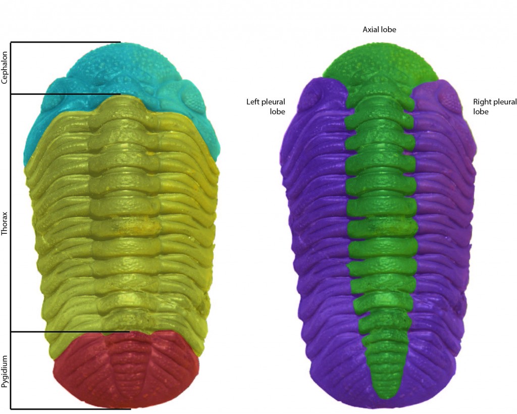 Trilobite interp