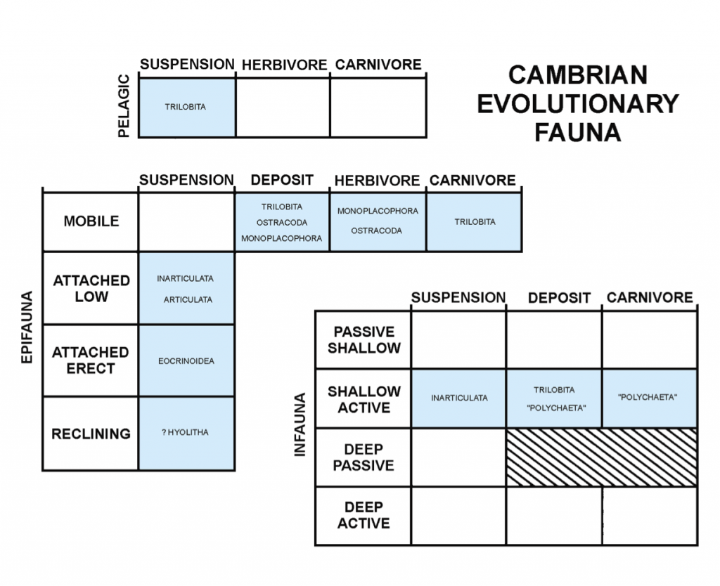 Cambrian guilds