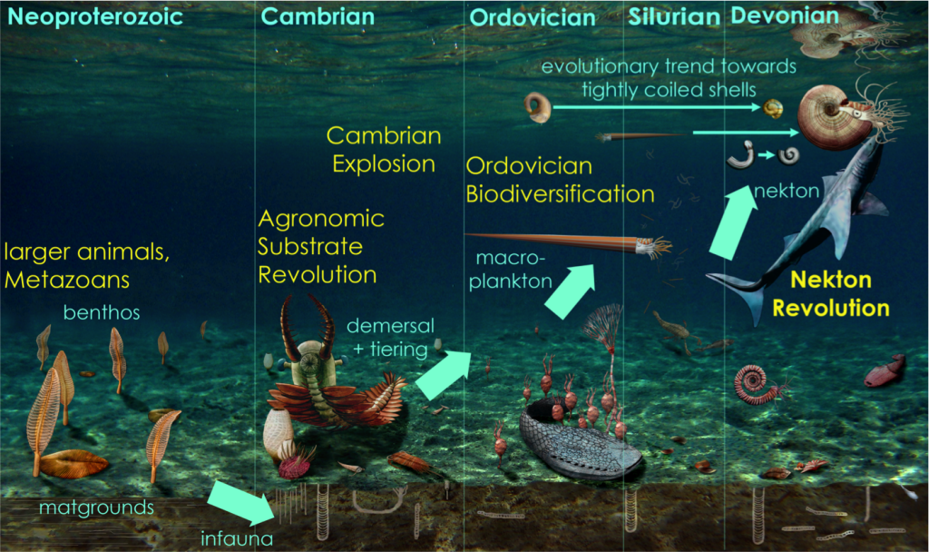 Palaeozoic