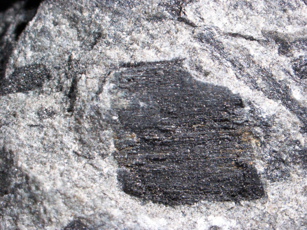 30 Devonian charcoal
