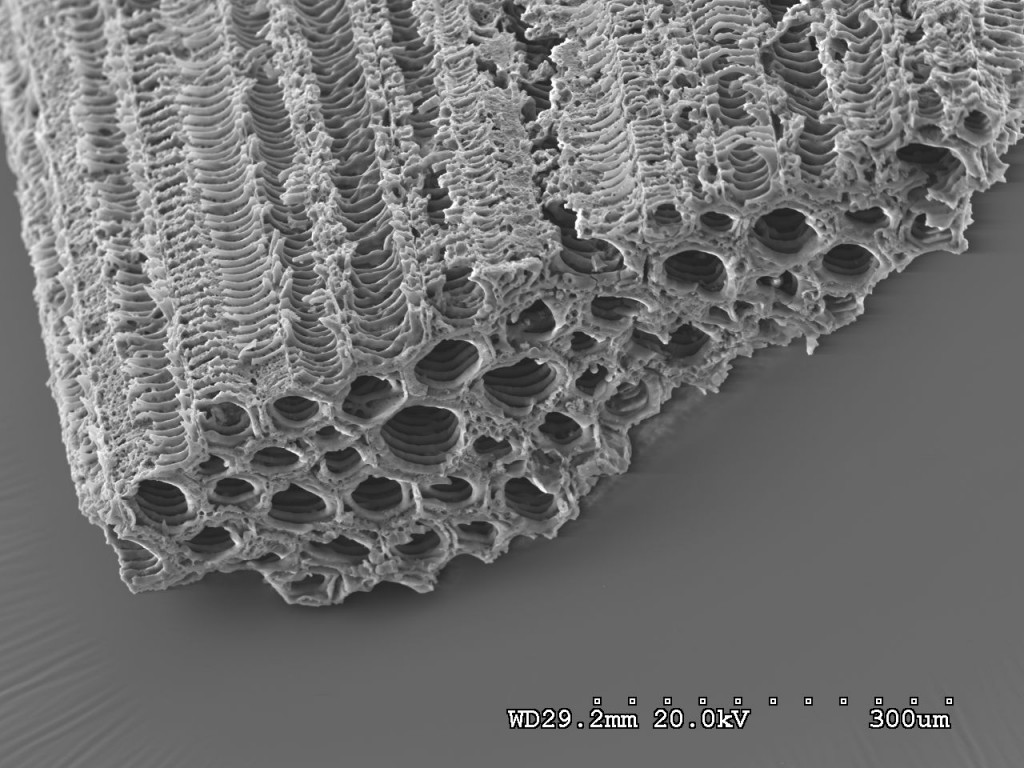 31 Sev charcoal sem