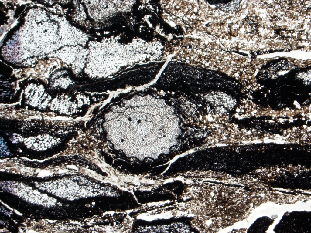 34 Oxroadia thin section