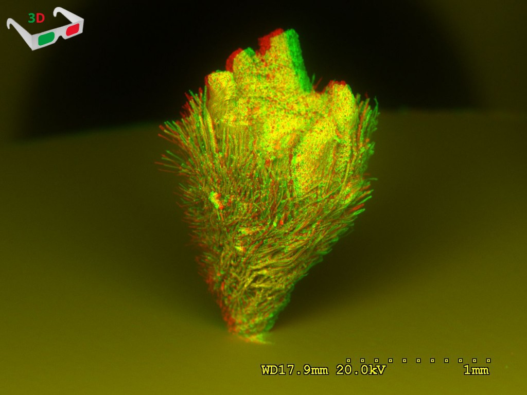 45 Ovule stereopair 3D