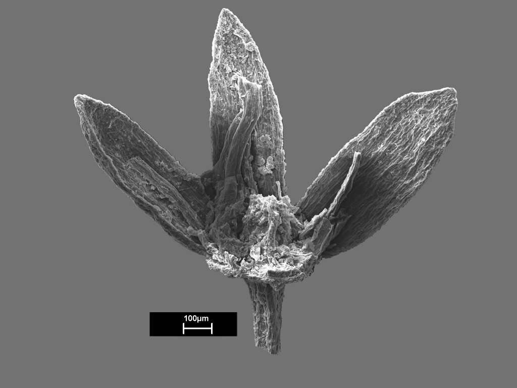 60a Cretaceous flower copy