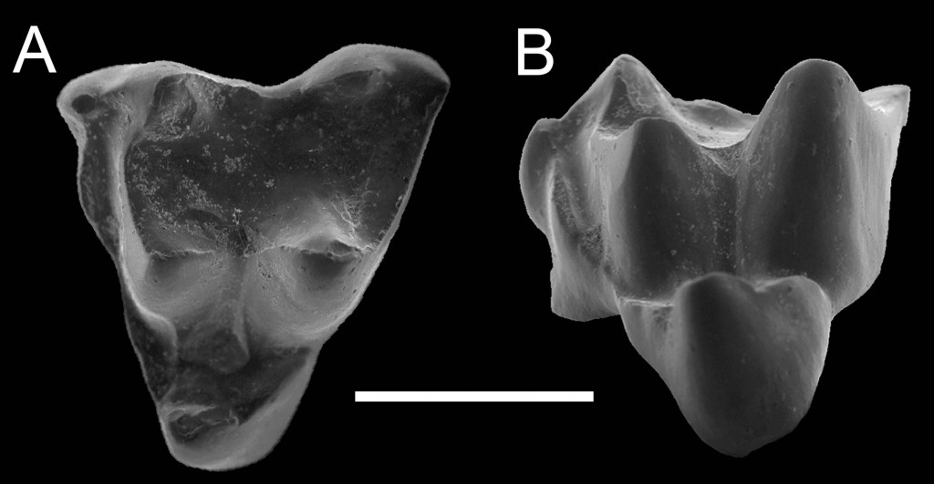 Beck_Archaeonothos_APP_Fig_1