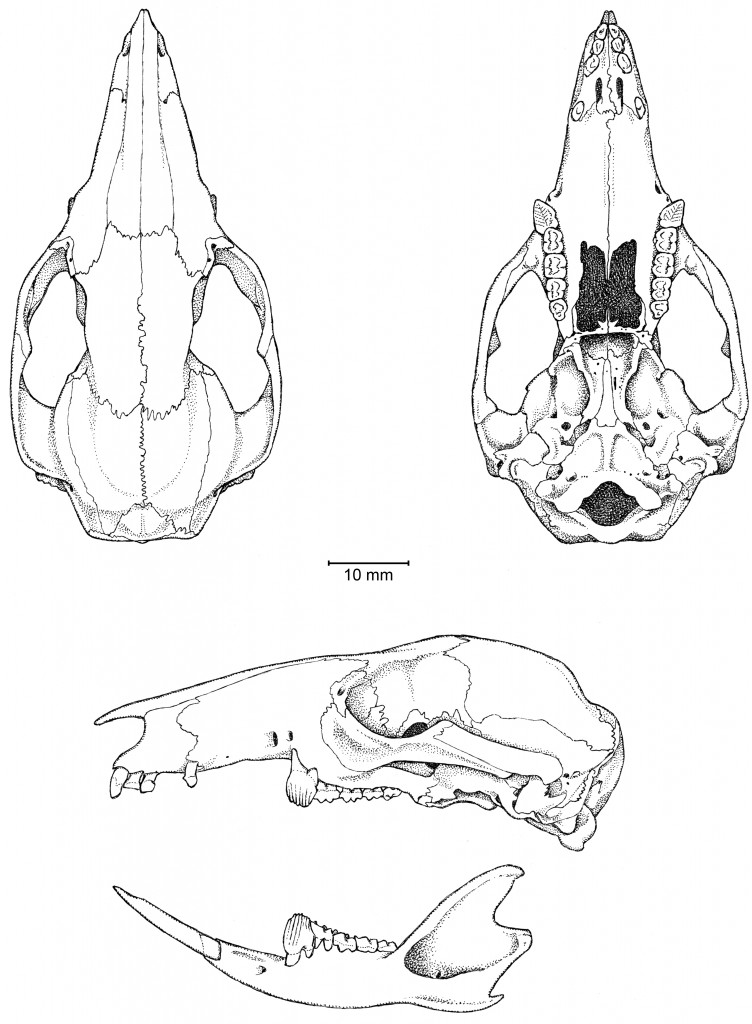 Hypsiprymnodon