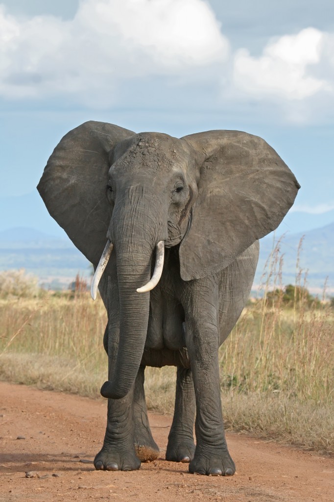 African_Bush_Elephant