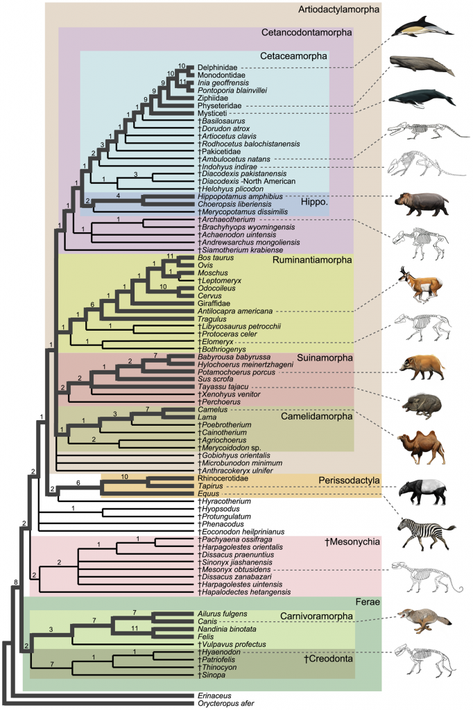 Cladogram_of_Cetacea_within_Artiodactyla