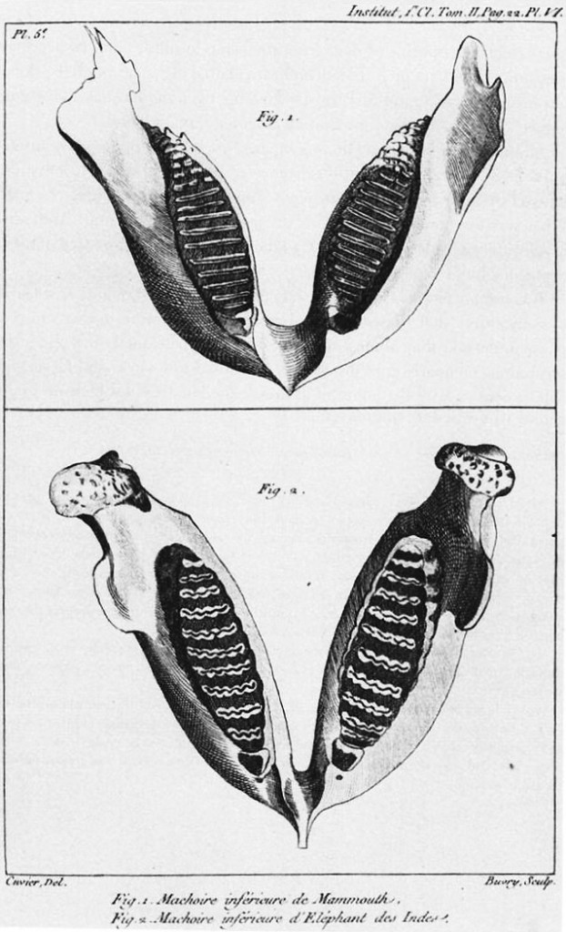 Cuvier_elephant_jaw