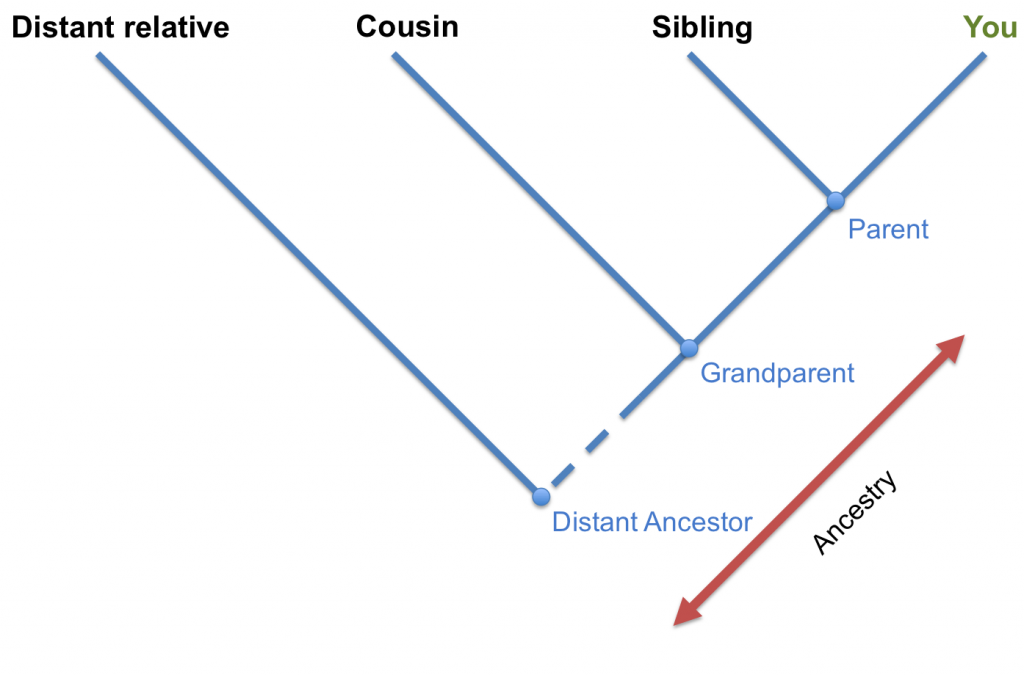 Family tree copy