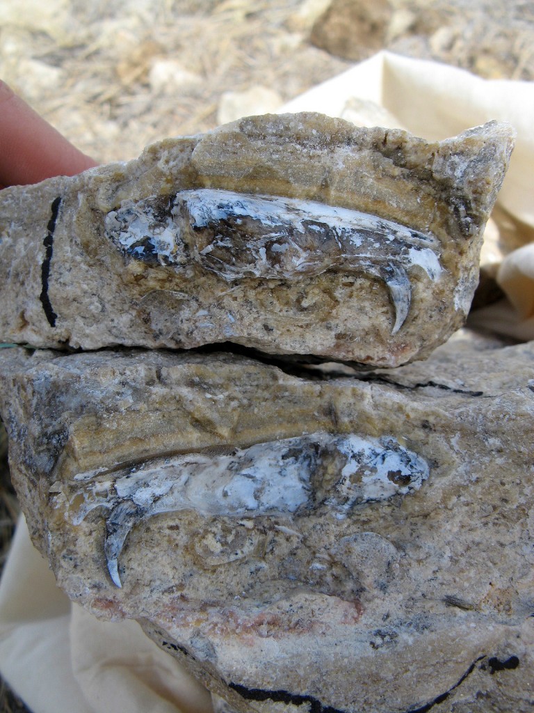 In-situ jaws