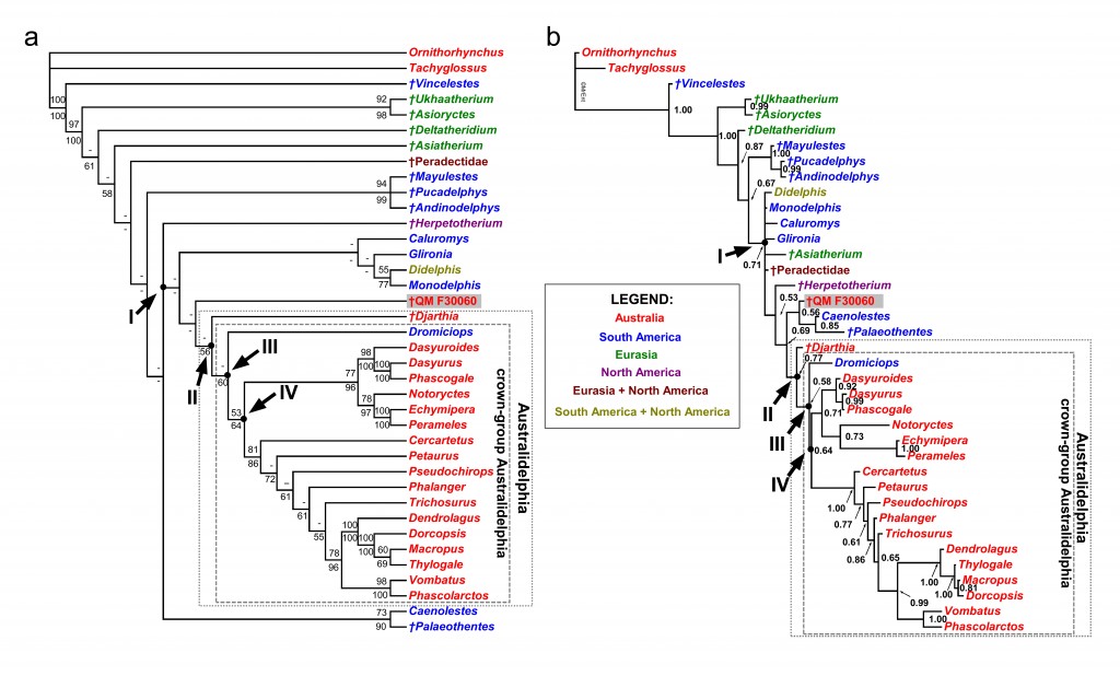 Metatherian_phylogeny