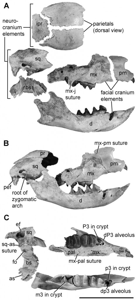 Skull elements