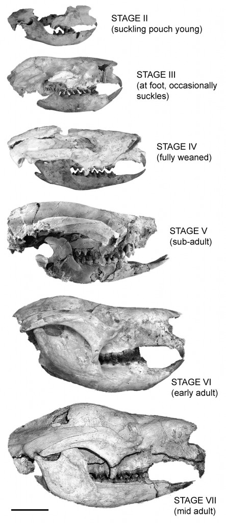 Skull ontogeny