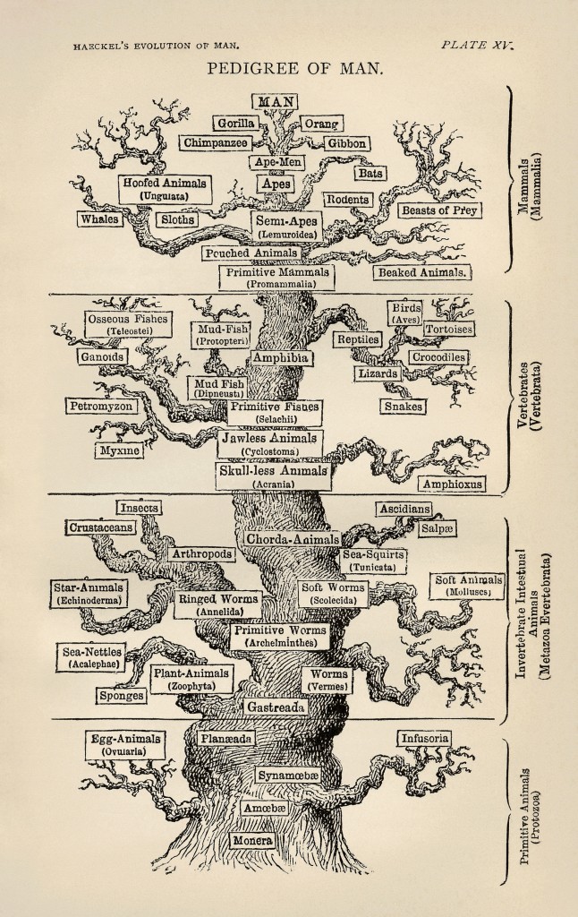 Tree_of_life_by_Haeckel