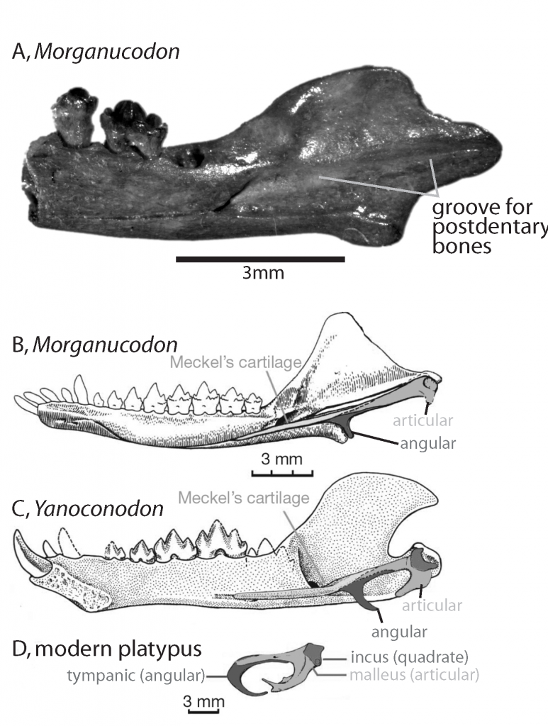 fig5-4_morganucodon