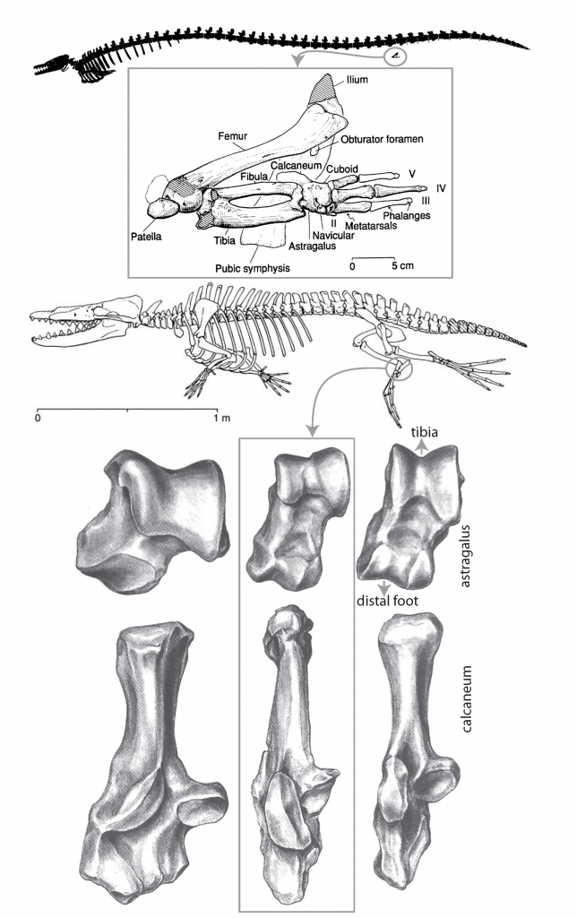 fig7-2_whale-hindlimb