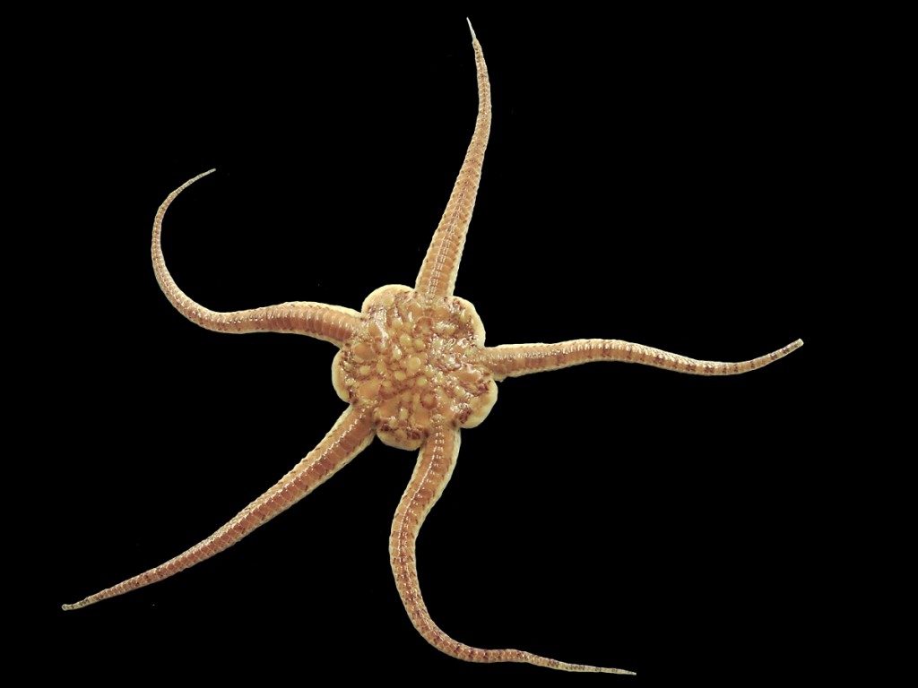 Brittlestar