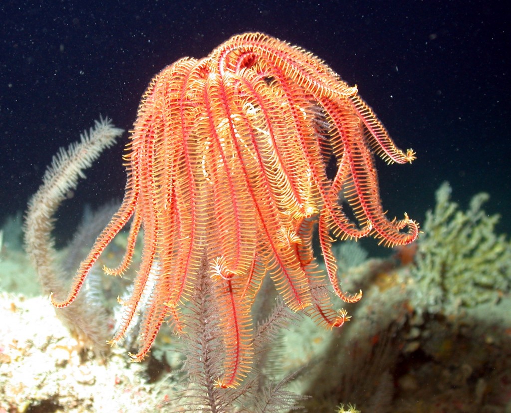 Crinoid