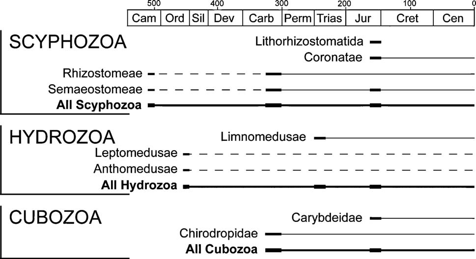 Medusae distribution