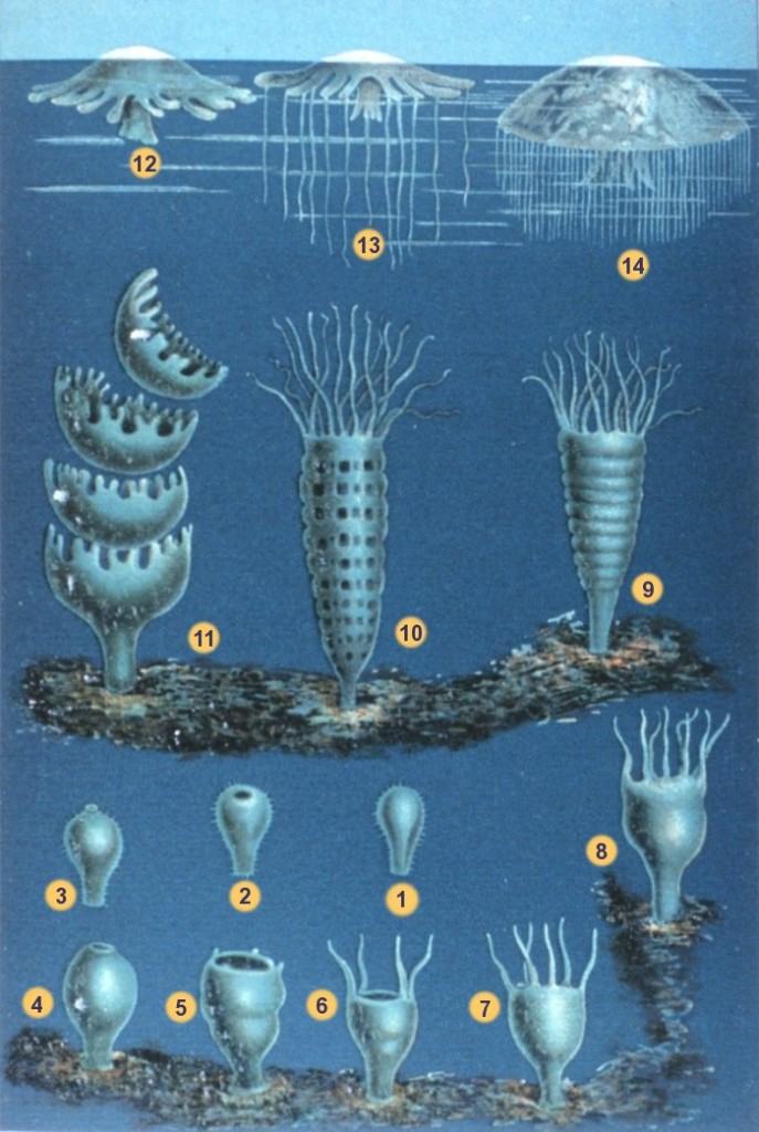 Schleiden-meduse-2
