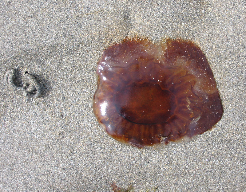 colonsay-cyanea