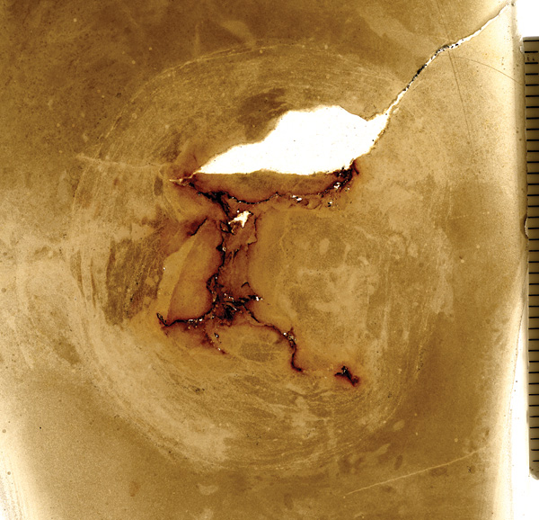 i-4262b_medusa_1