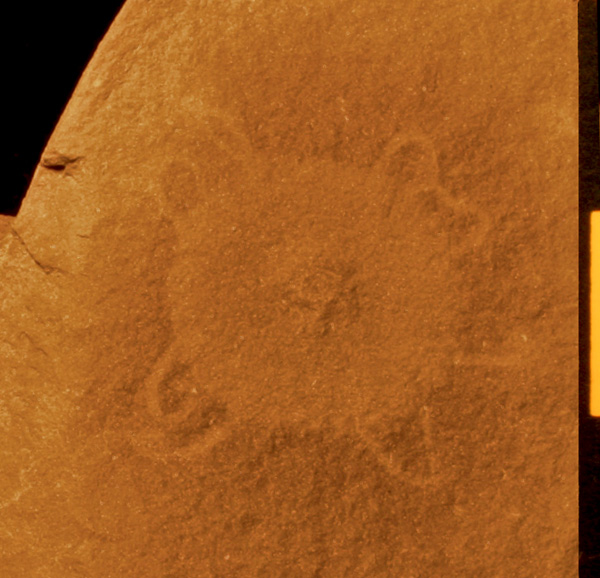 octomedusa