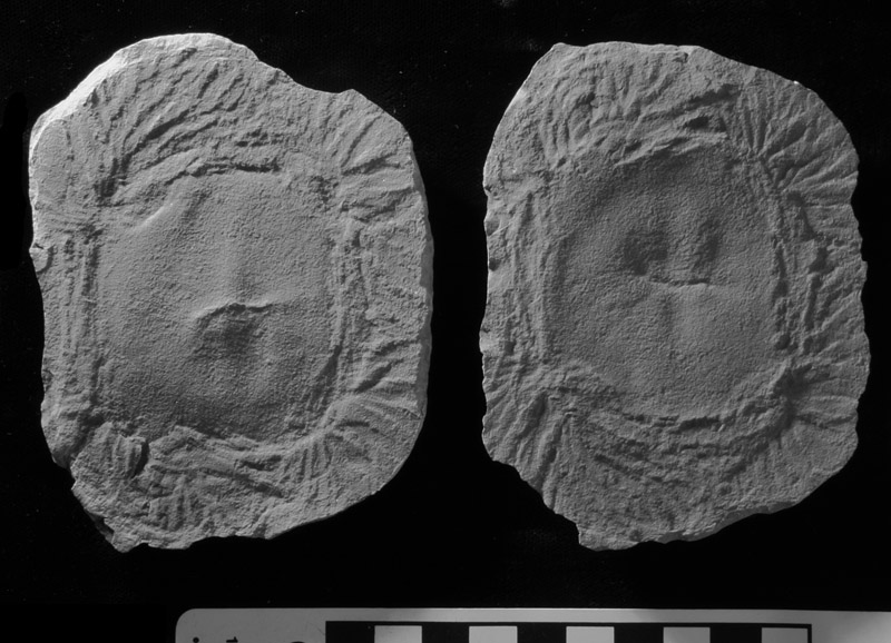rom-anthracomedusa