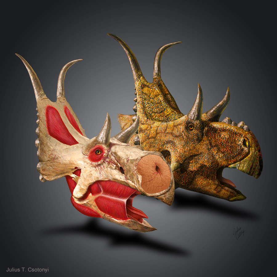Csotonyi_Diabloceratops_Set